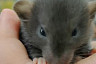 Соцсети умилили ушастики дамбо из саратовского мини-зоопарка